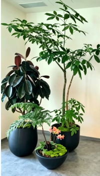 杭州湾花木出租公司-慈溪绿植租摆位置-北仑绿化养护景观布置-慈溪绿植租摆行情